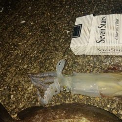 のんびりまったり