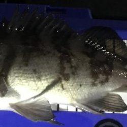 みぞれアジング