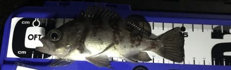 みぞれアジング