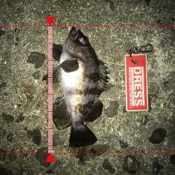 メバリン……サバゲー！！！