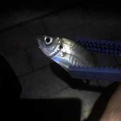 極寒のシーサイドコスモ