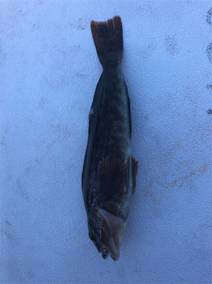 クジメ フカセ釣り