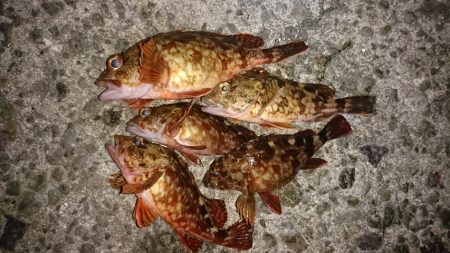 ライトゲームでガシラ