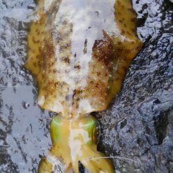 雨の修行調査‼