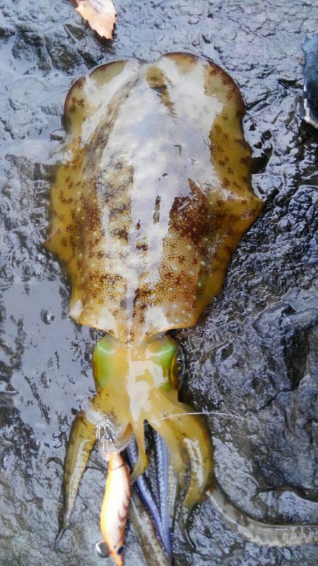 雨の修行調査‼