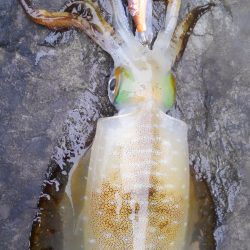 3ヒット中1キャッチだけでした～