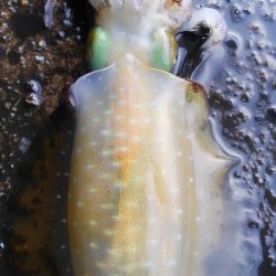 シャクドンﾂ祭り⚡