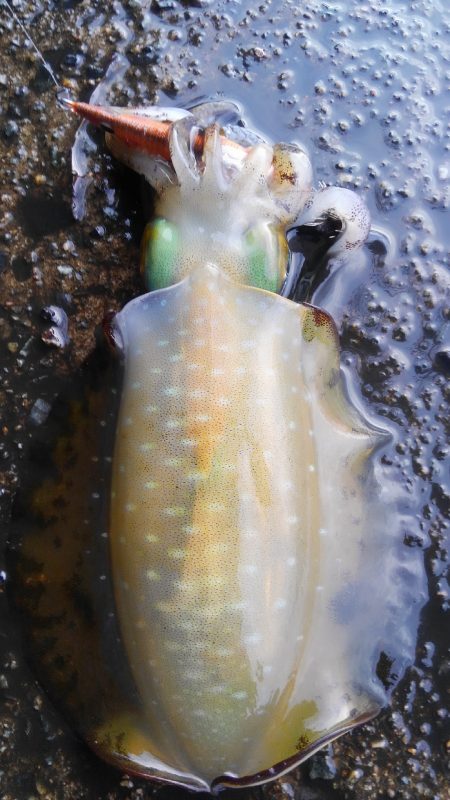 シャクドンﾂ祭り⚡