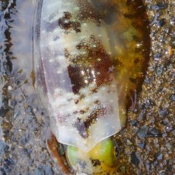 雨の中、30分の勝負でした❗