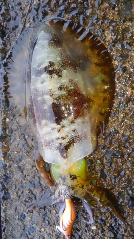 雨の中、30分の勝負でした❗…