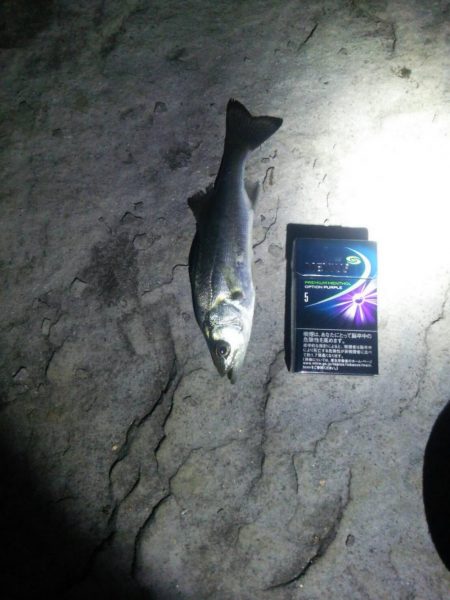 グラマラスなメバル