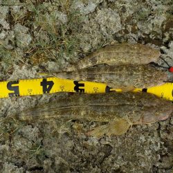 はじめは渋く！