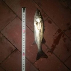 短時間釣行　～豊洲ぐるり公園～