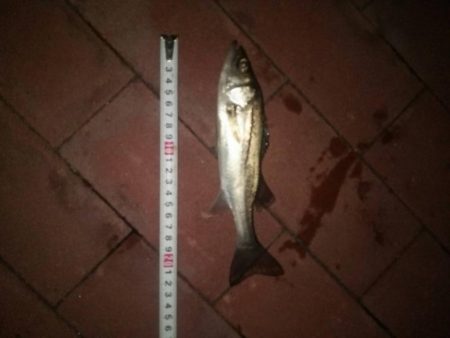 短時間釣行　～豊洲ぐるり公園～