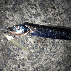 坊勢タチウオ(2018-５)