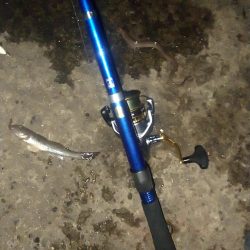 ちょい投げ釣り