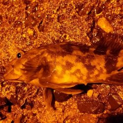 今日はあかんかった