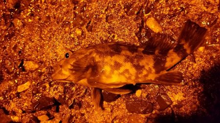 今日はあかんかった