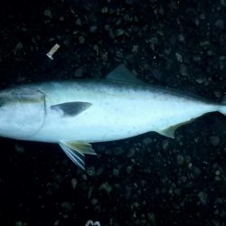 久しぶりの青物