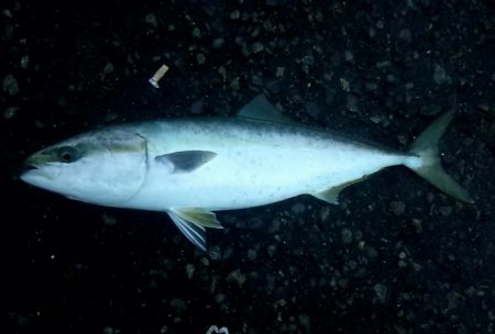 久しぶりの青物