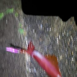 これは何イカですかね？