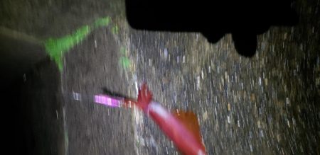 これは何イカですかね？