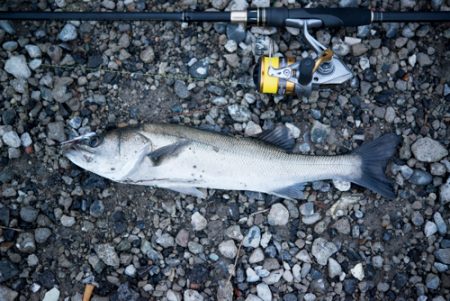 木枯らしが吹いてもまだまだ釣れる！