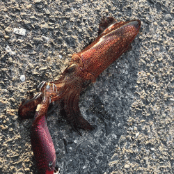 ヒイカエギング（2018-1）