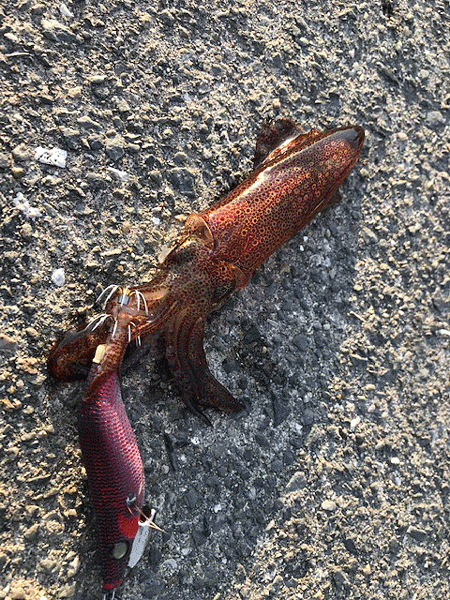 ヒイカエギング（2018-1）