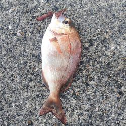 ちょい投げ釣り