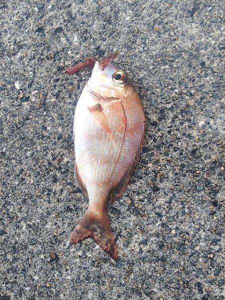 ちょい投げ釣り