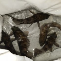 メバリング調査