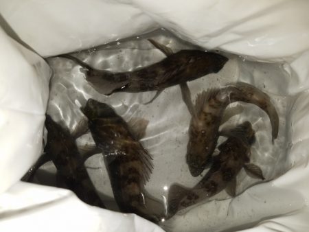 メバリング調査