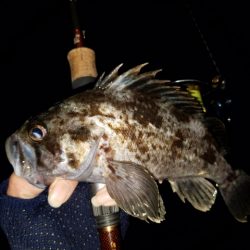 メバリング調査