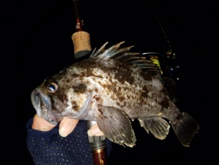 メバリング調査