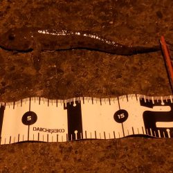 ボウズは回避出来たが…