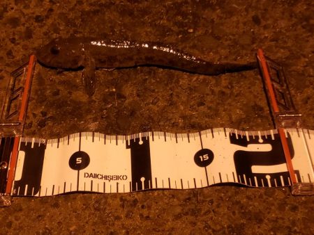 ボウズは回避出来たが…