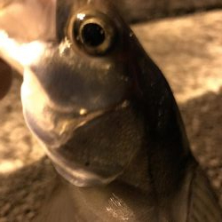 大きいのんどこいった。