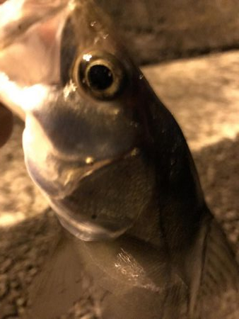 大きいのんどこいった。