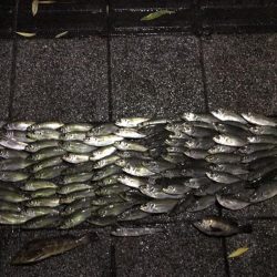 旧フェリー乗り場でサビキ