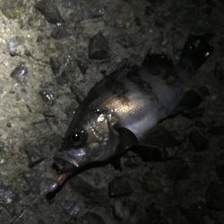 メバルとガシラ