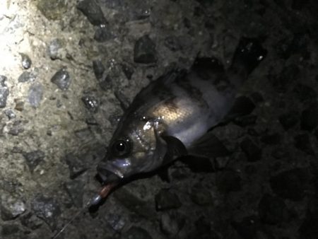 メバルとガシラ