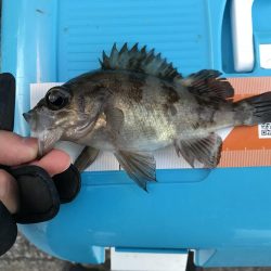 ライトゲームと投げ釣り