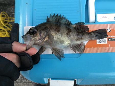 ライトゲームと投げ釣り