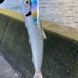 鳴門☆漁港近辺の調査☆