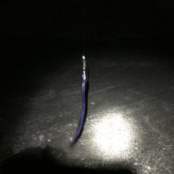 まだタチウオおるで