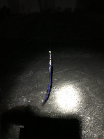 まだタチウオおるで