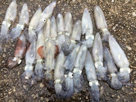 ヒイカ遠征釣行！！