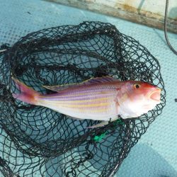 タイラバ渋かった