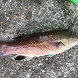 釣れました幻のアイナメ